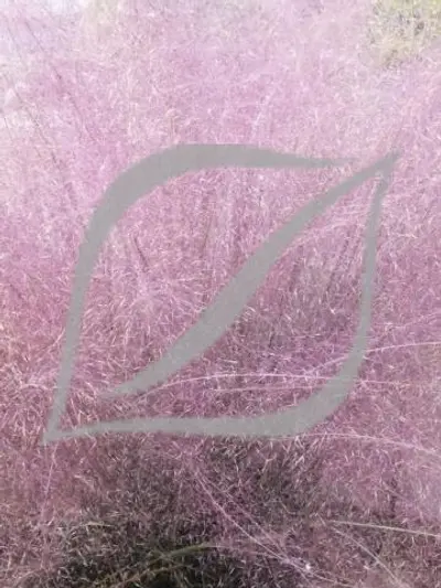 Muhlenbergia capillaris