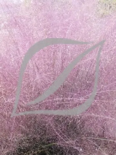 Muhlenbergia capillaris