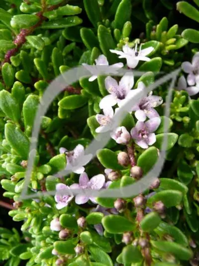 Myoporum parvifolium 'Pink'