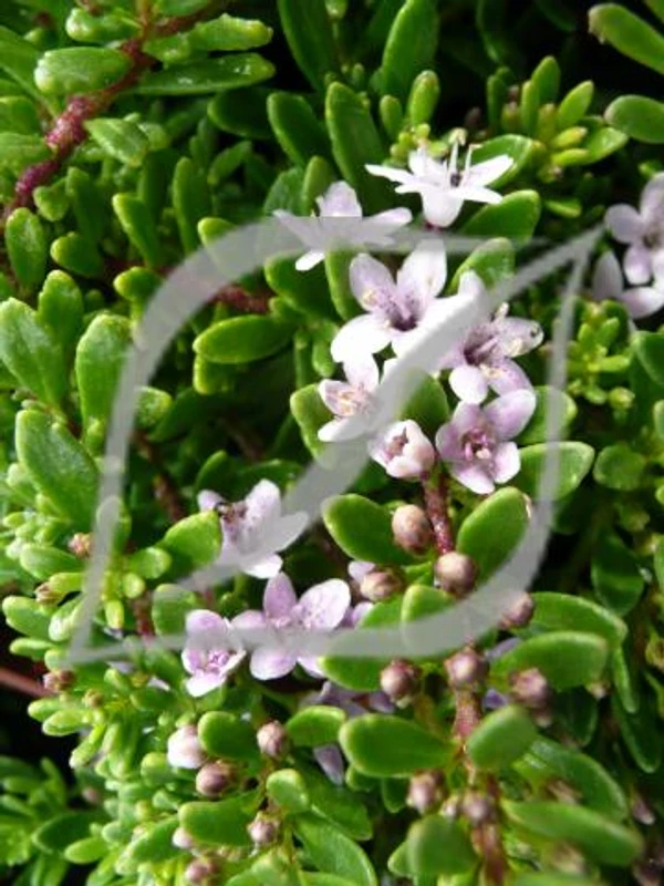 Myoporum parvifolium 'Pink'