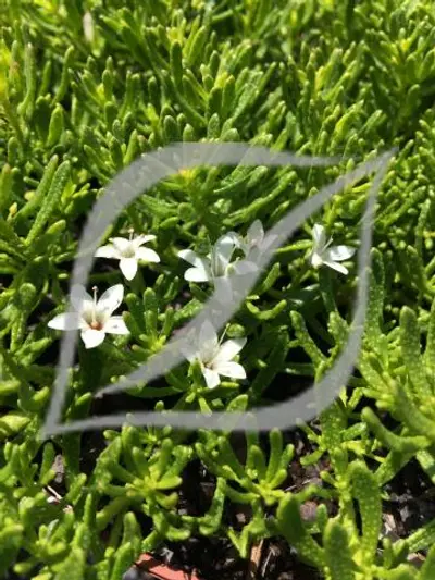 Myoporum parvifolium