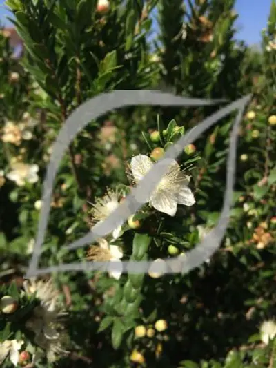 Myrtus communis 'Compacta'