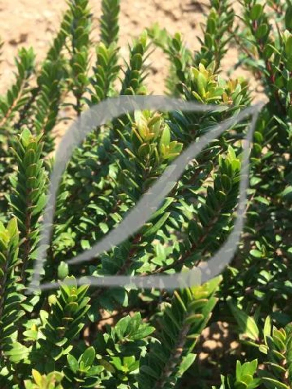 Myrtus communis 'Corredor'