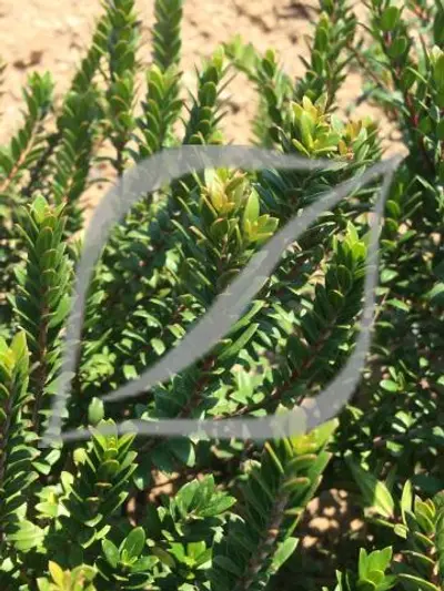 Myrtus communis 'Corredor'