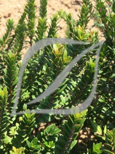 Myrtus communis 'Corredor'