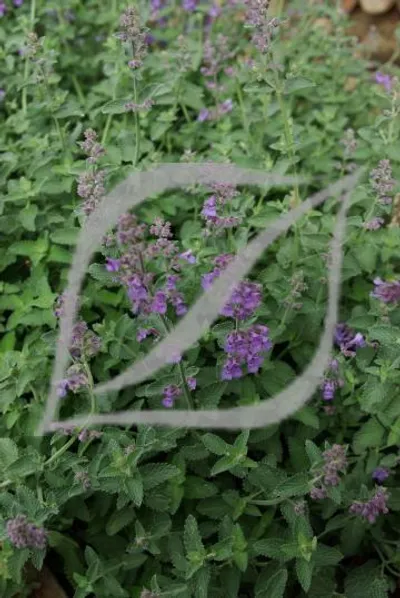 Nepeta 'Six Hills Giants'