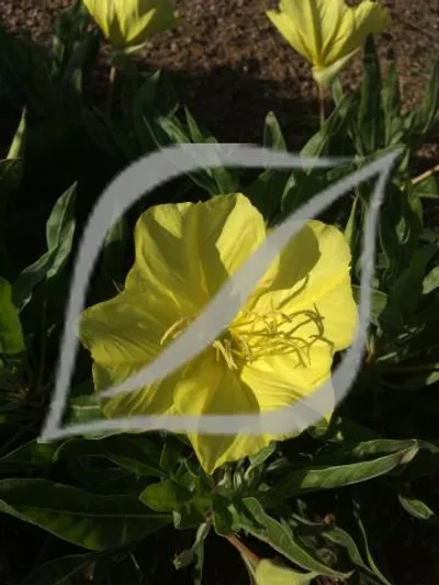 Oenothera macrocarpa