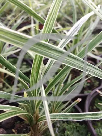 Ophiopogon jaburan 'Vittatus'