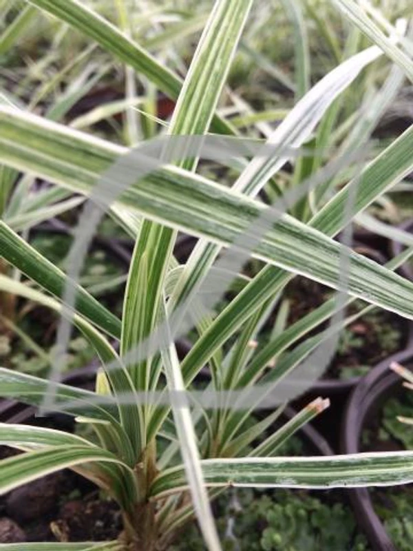 Ophiopogon jaburan 'Vittatus'
