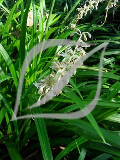 Ophiopogon jaburan