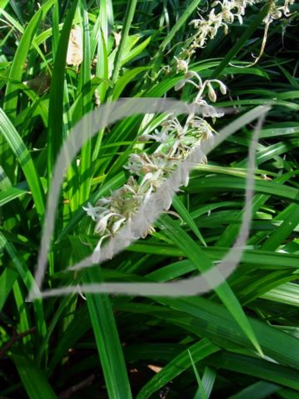 Ophiopogon jaburan