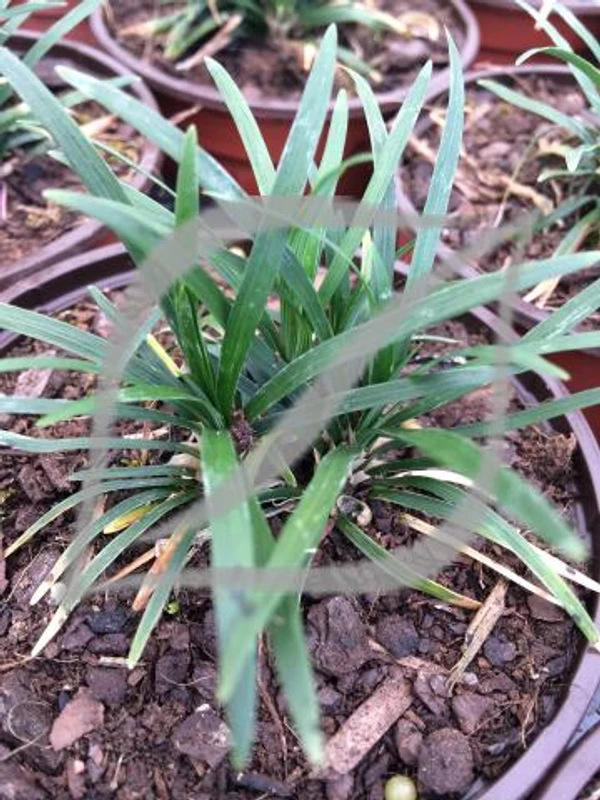 Ophiopogon japonicus 'Kioto'