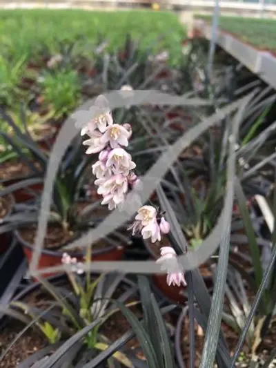 Ophiopogon japonicus planiscapus 'Niger'