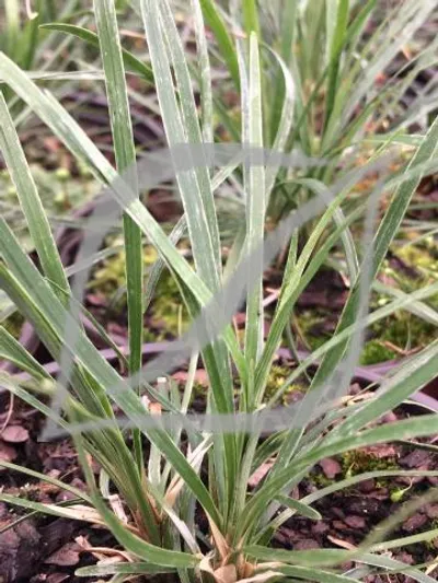 Ophiopogon japonicus