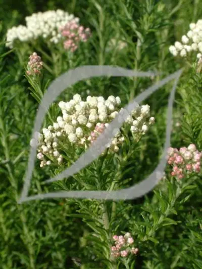 Ozothamnus diosmifolius