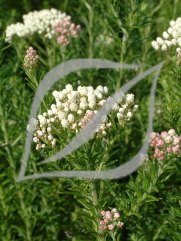 Ozothamnus diosmifolius