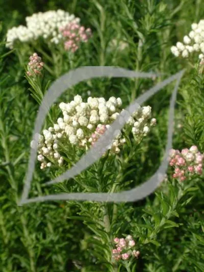 Ozothamnus diosmifolius