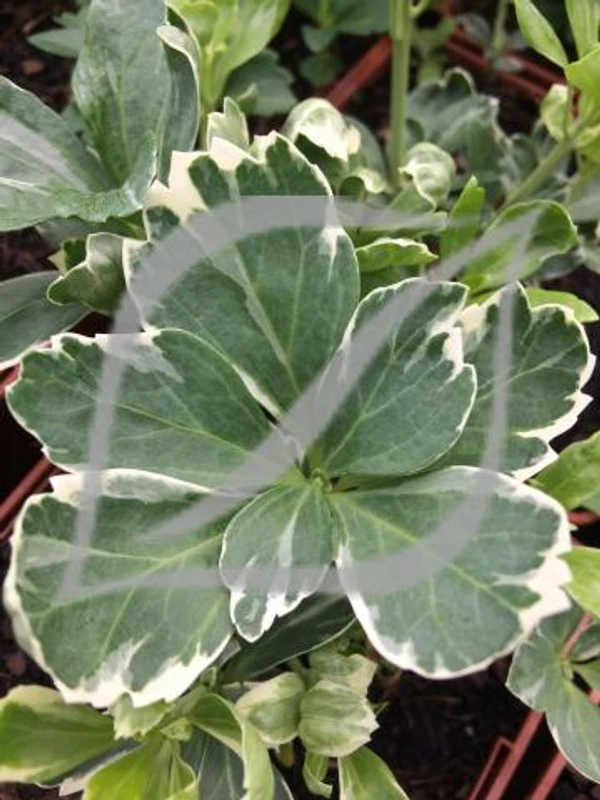 Pachysandra terminalis 'Variegata'
