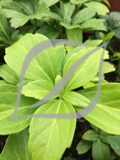 Pachysandra terminalis