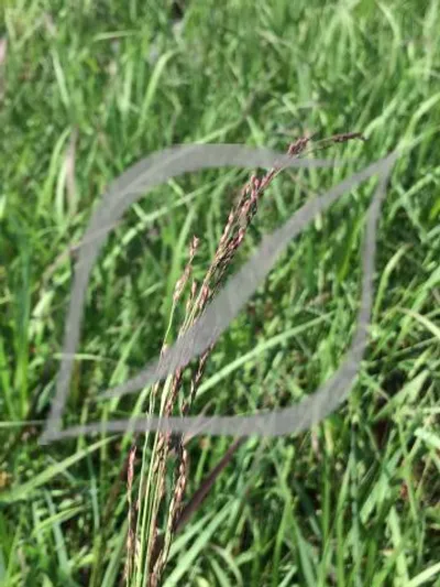 Panicum virgatum 'Squaw'