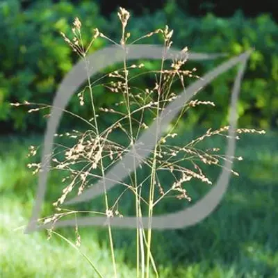 Panicum virgatum