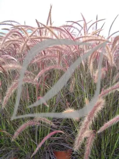 Pennisetum advena 'Rubrum Dwarf'