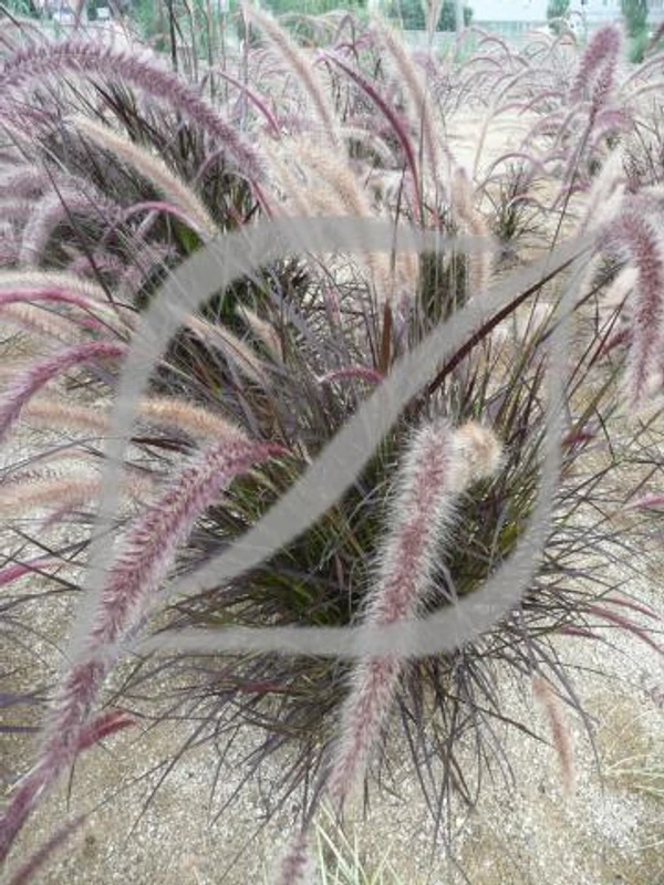 Pennisetum advena 'Rubrum'