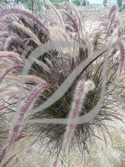 Pennisetum advena 'Rubrum'