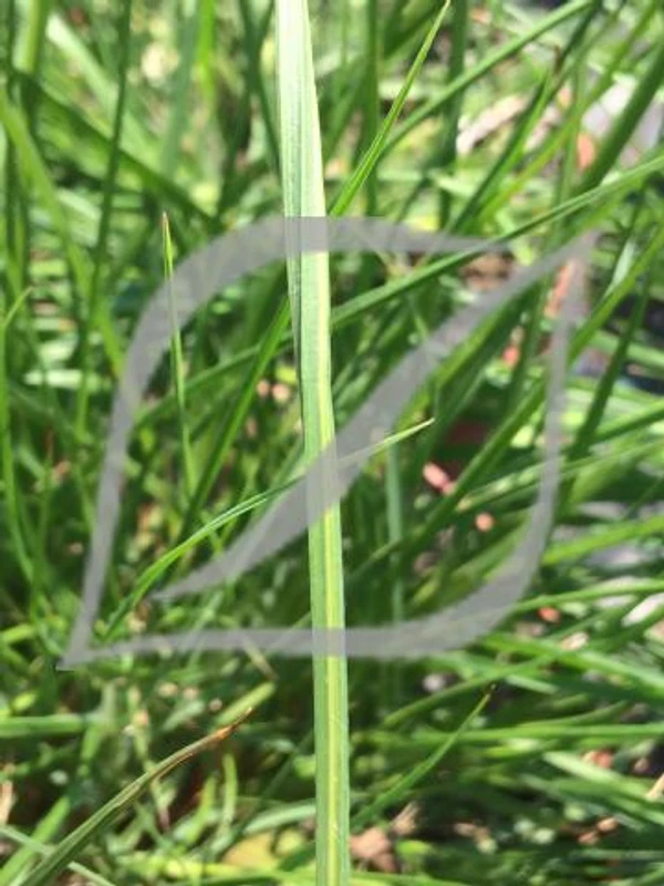 Pennisetum alopecuroides 'Gelbstiel'