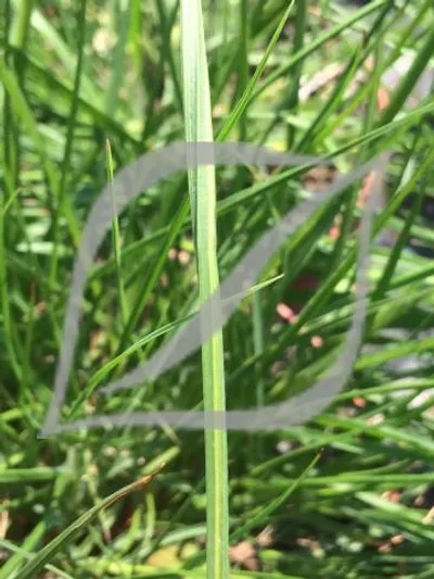 Pennisetum alopecuroides 'Gelbstiel'