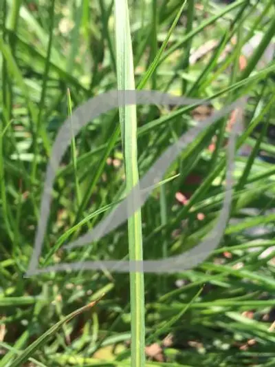 Pennisetum alopecuroides 'Gelbstiel'