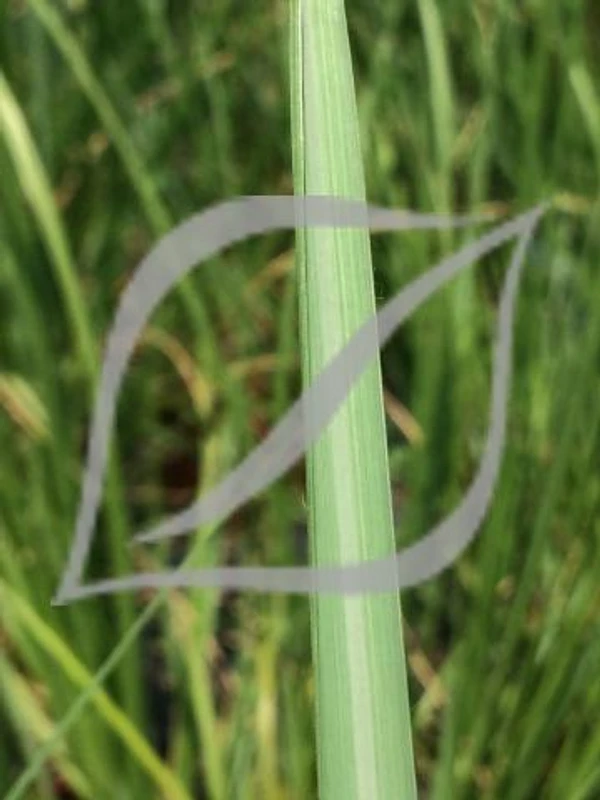 Pennisetum alopecuroides 'Magic'