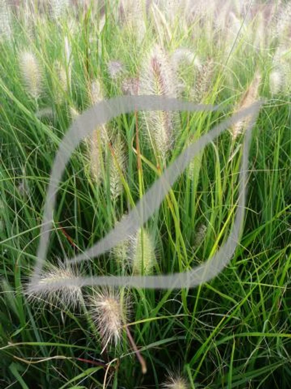 Pennisetum alopecuroides