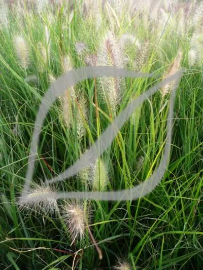 Pennisetum alopecuroides