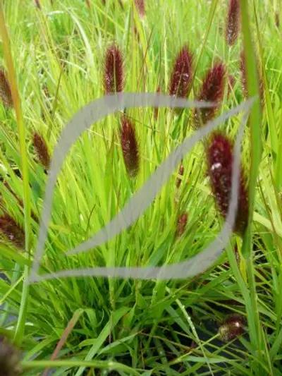Pennisetum massaicum 'Red Buttons'