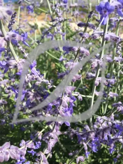 Perovskia 'Blue Spire'