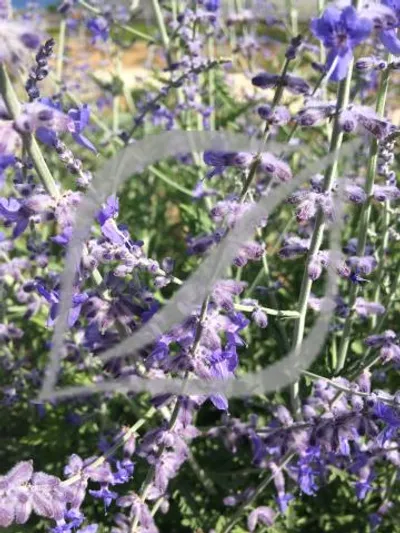 Perovskia 'Blue Spire'
