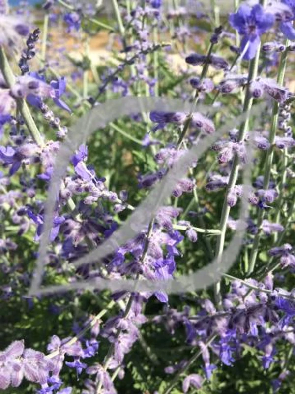 Perovskia 'Blue Spire'