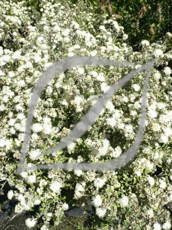 Phebalium squamulosum ssp. argenteum