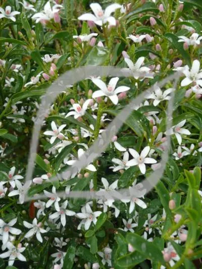 Philotheca myoporoides