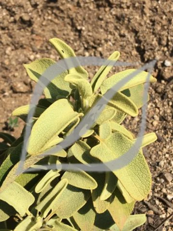 Phlomis chrysophylla