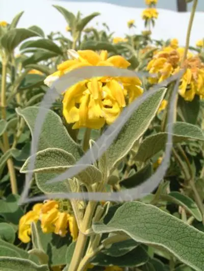 Phlomis fruticosa