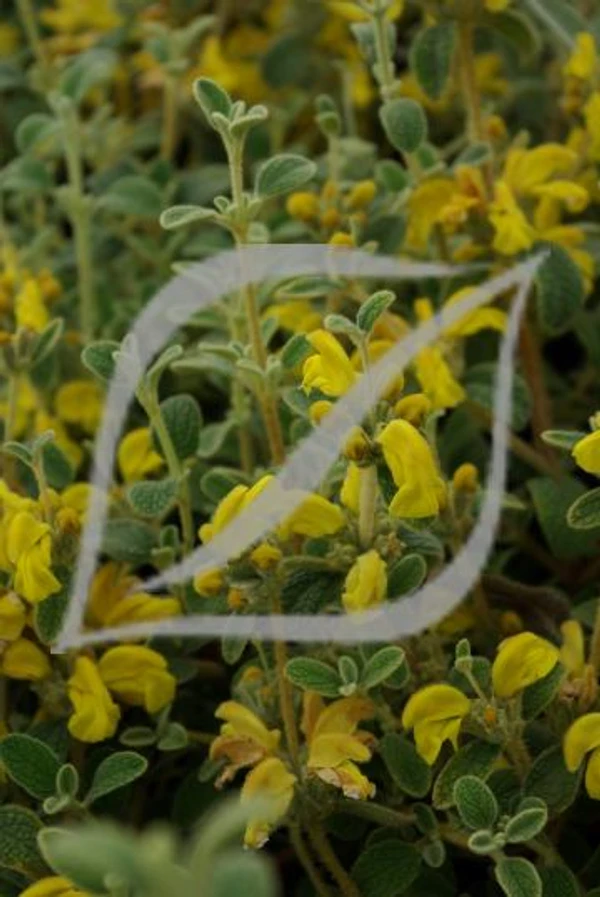 Phlomis lanata