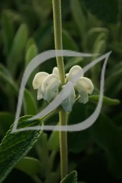 Phlomis purpurea 'Alba'