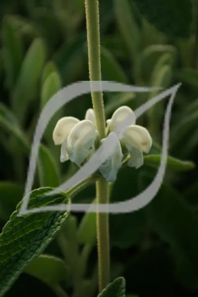 Phlomis purpurea 'Alba'