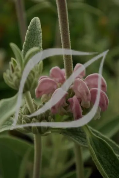 Phlomis purpurea sub. Almeriensis