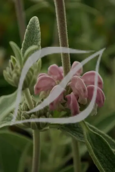 Phlomis purpurea sub. Almeriensis