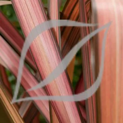 Phormium 'Evening Glow'