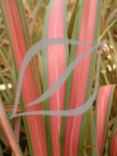 Phormium 'Jester'