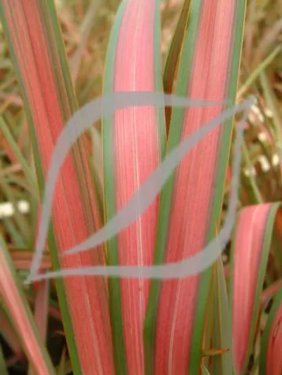 Phormium 'Jester'